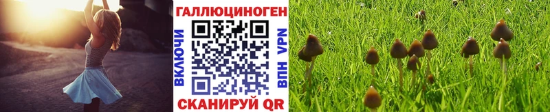 kraken ссылки  Трёхгорный  Галлюциногенные грибы GOLDEN TEACHER 